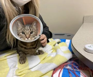 MedVet Akron