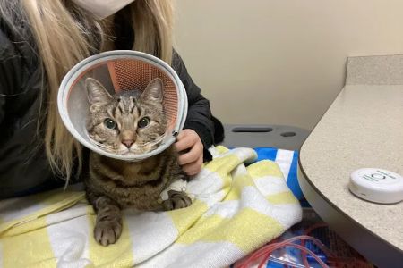 MedVet Akron