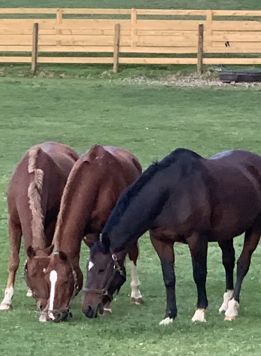 Dr. David Miller, Summit Equine Veterinary Services 8