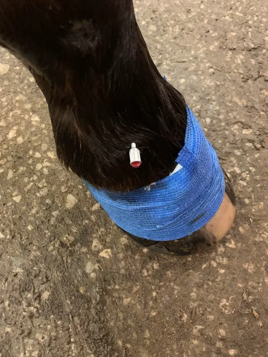 Dr. David Miller, Summit Equine Veterinary Services 3