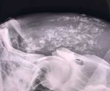 Dr. David Miller, Summit Equine Veterinary Services