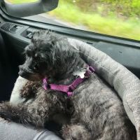 Metropolitan Veterinary Hospital Akron ico