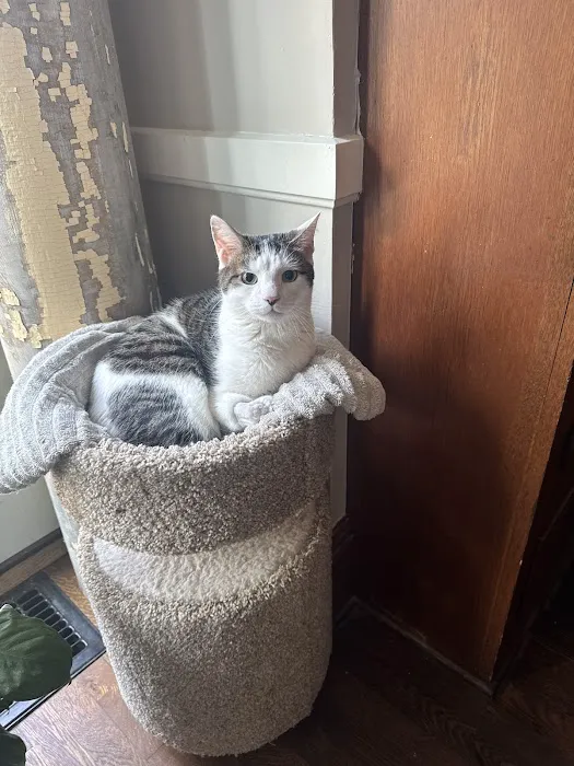 Metropolitan Veterinary Hospital Akron 9