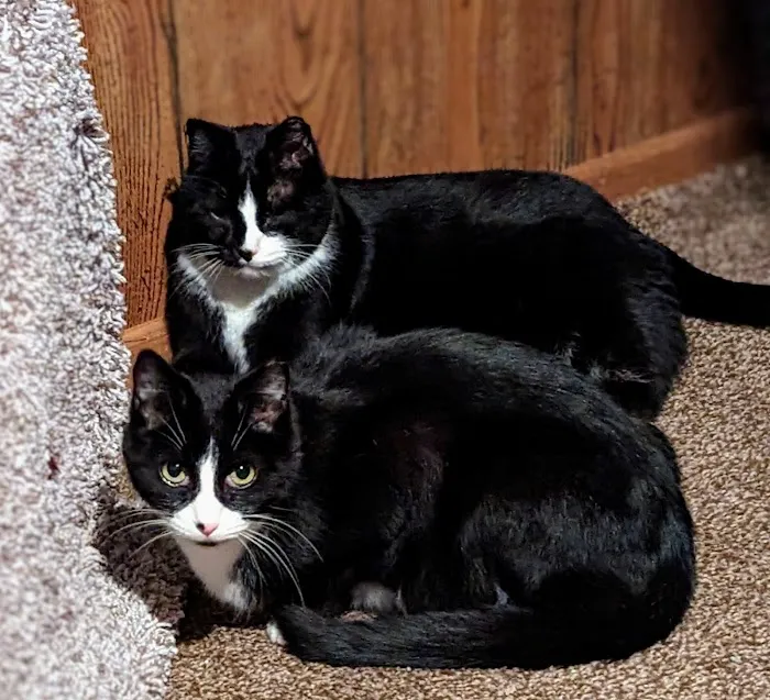 The Cat Company, Inc. 1