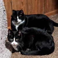 The Cat Company, Inc. ico