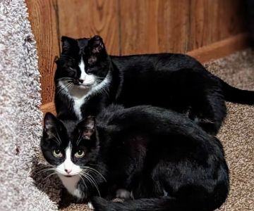 The Cat Company, Inc.