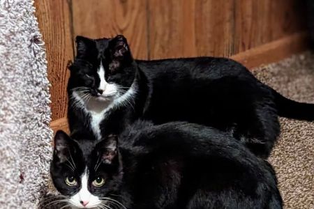 The Cat Company, Inc.