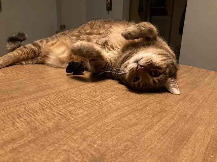 The Cat Company, Inc. 2