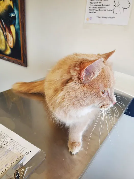 Pet Vet Animal Clinic 4