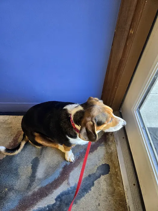Pet Vet Animal Clinic 6