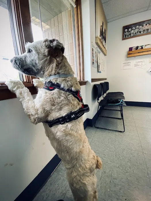 Pet Vet Animal Clinic 10