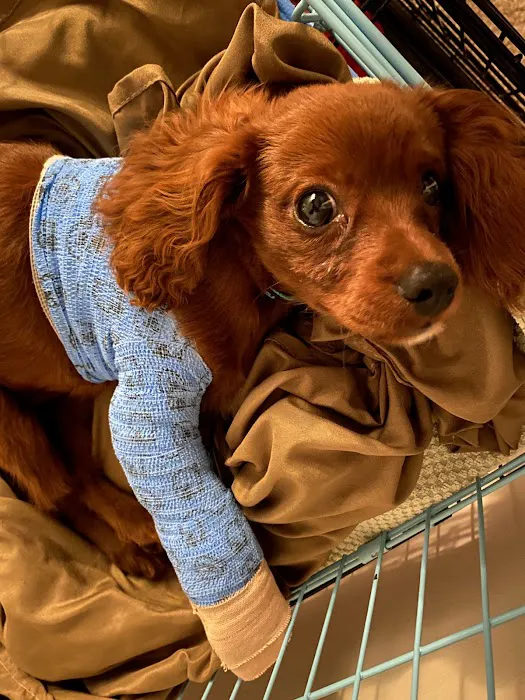 Yellow Creek Veterinary Surgery & Imaging 9