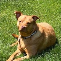 Yellow Creek Veterinary Surgery & Imaging ico