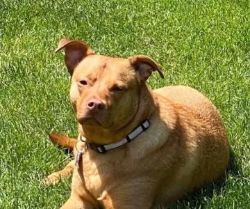 Yellow Creek Veterinary Surgery & Imaging