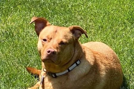 Yellow Creek Veterinary Surgery & Imaging