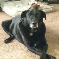 Hinckley Animal Hospital ico