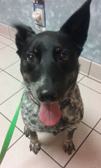 Hinckley Animal Hospital 6