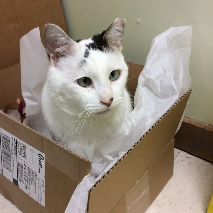 Animal Hospital-Fairview Park 12