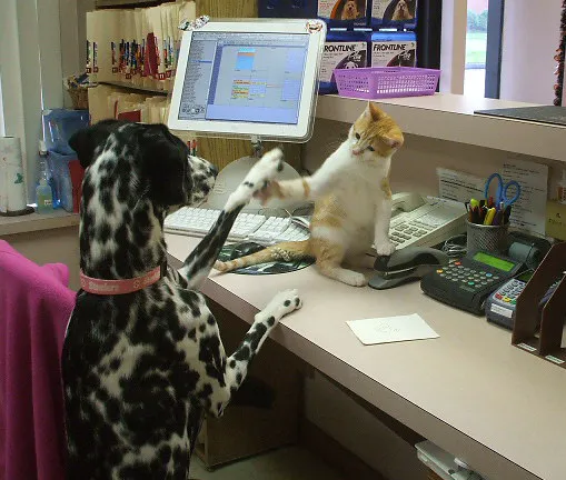 Animal Hospital-Fairview Park 12