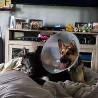 Animal Hospital-Fairview Park ico