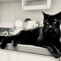 Big Creek Pet Hospital ico