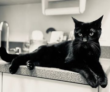 Big Creek Pet Hospital