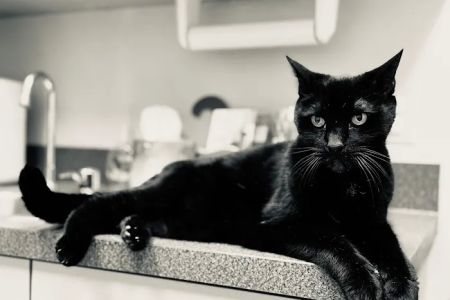 Big Creek Pet Hospital