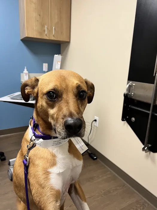 MedVet Cleveland 12