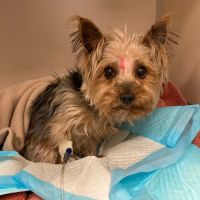 MedVet Cleveland ico