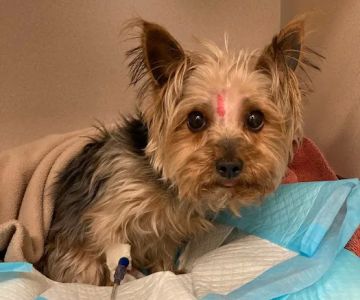 MedVet Cleveland