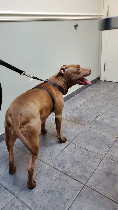 VCA Midpark Animal Hospital 12