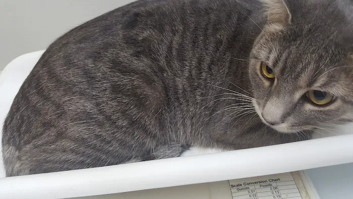 VCA Midpark Animal Hospital 12
