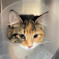 West Park Animal Hospital ico