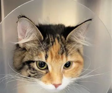 West Park Animal Hospital