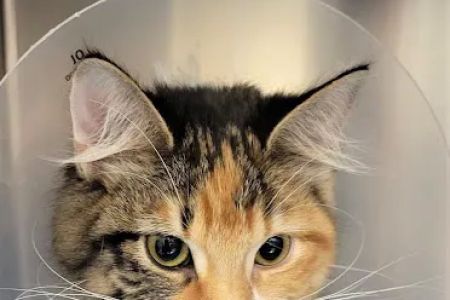 West Park Animal Hospital