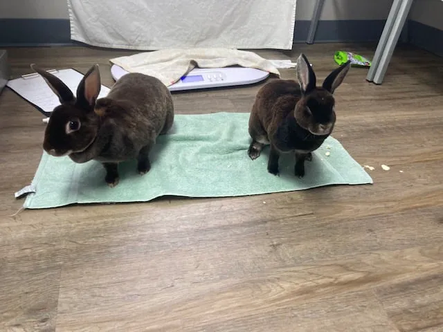 Hart's Animal Hospital - NOW MERGED WITH ANIMAL WELLNESS CENTER OF STRONGSVILLE 1