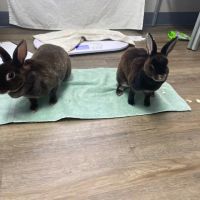 Hart's Animal Hospital - NOW MERGED WITH ANIMAL WELLNESS CENTER OF STRONGSVILLE ico
