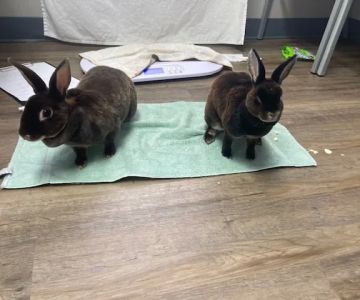 Hart's Animal Hospital - NOW MERGED WITH ANIMAL WELLNESS CENTER OF STRONGSVILLE