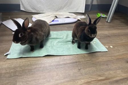 Hart's Animal Hospital - NOW MERGED WITH ANIMAL WELLNESS CENTER OF STRONGSVILLE