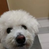 VCA York Royalton Animal Hospital ico