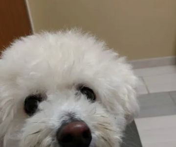 VCA York Royalton Animal Hospital