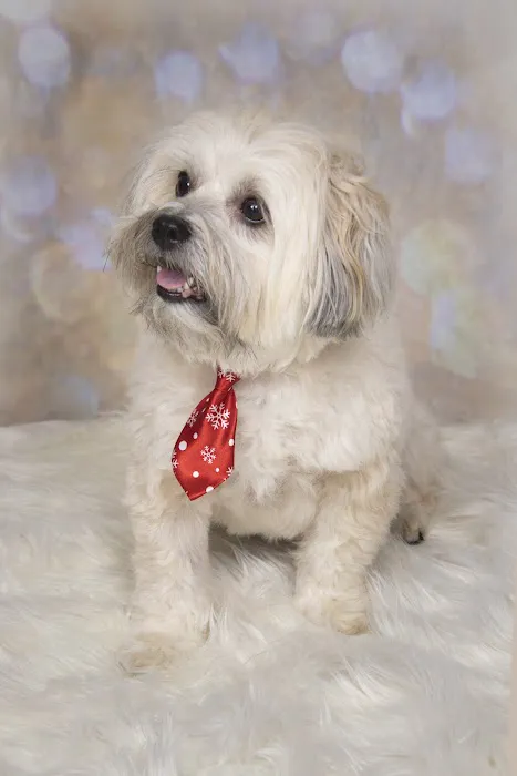 VCA York Royalton Animal Hospital 2