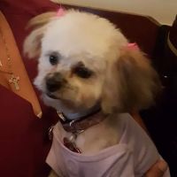 Community Vet ico