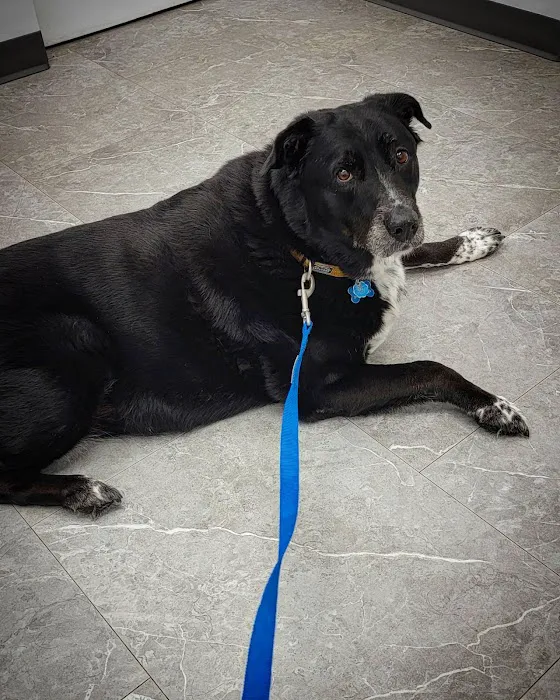 Rocky River Animal Hospital 12