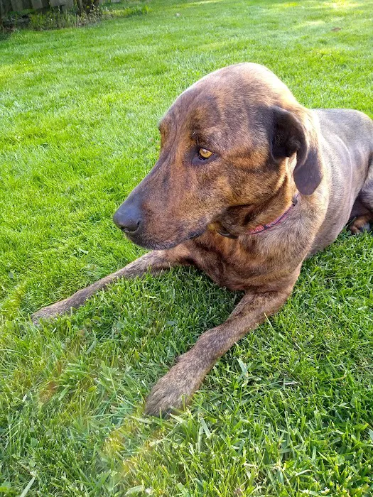 Rocky River Animal Hospital 12