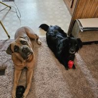 Rolling Hills Veterinary Hospital ico