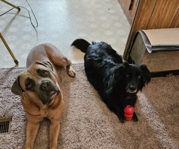 Rolling Hills Veterinary Hospital