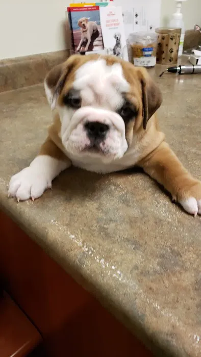 Forum Animal Hospital 6