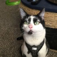 Forum Animal Hospital ico