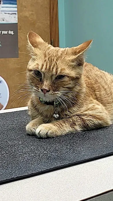 Callaway County Small Animal Veterinary Clinic 1